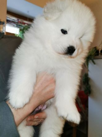 Samojede Welpen suchen eine liebevolle Familie.Welpen