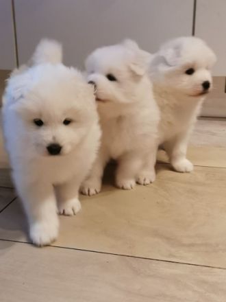 Samojede Welpen suchen eine liebevolle Familie.Welpen