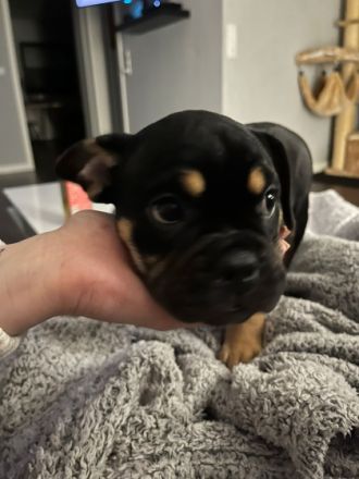 Hallo, ich bin Boba und am 11.11.21 geboren. Bin eine