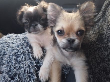 Unser Süßen sind jetzt alt genug, um in ihr neues