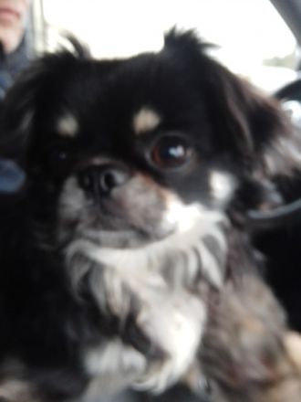 Unser Süßen sind jetzt alt genug, um in ihr neues