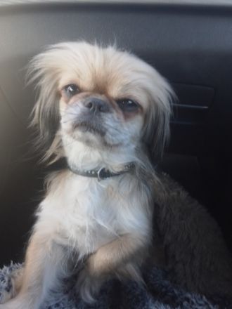 Unser Süßen sind jetzt alt genug, um in ihr neues