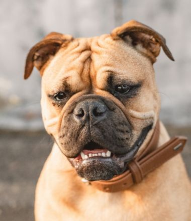 Bachgau-B-Bulls  -Welpenalarm- Continental Bulldog