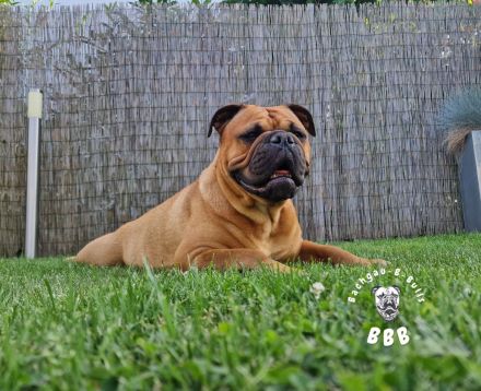 Bachgau-B-Bulls  -Welpenalarm- Continental Bulldog