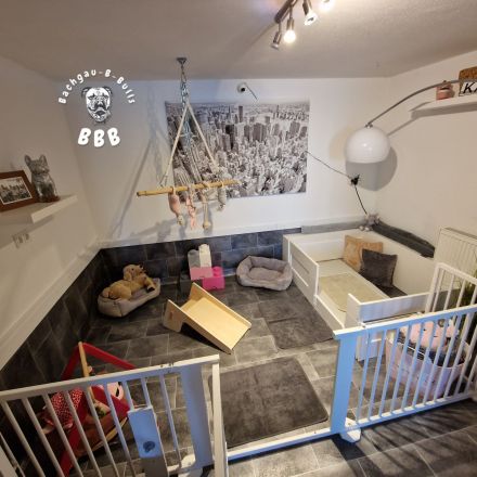 Bachgau-B-Bulls  -Welpenalarm- Continental Bulldog