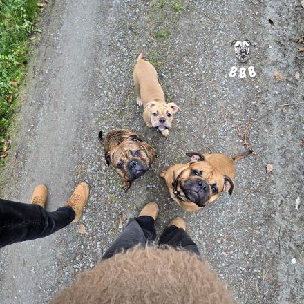 Bachgau-B-Bulls  -Welpenalarm- Continental Bulldog