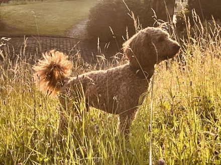 Labradoodle F3 Deckrüde multigen