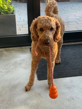 Labradoodle F3 Deckrüde multigen