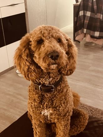 Labradoodle F3 Deckrüde multigen