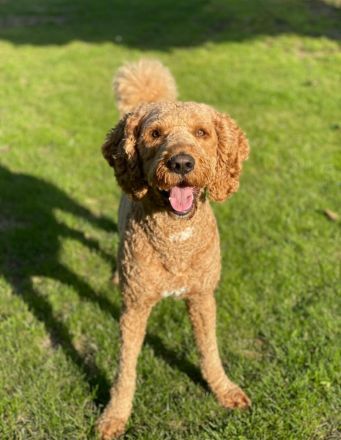 Labradoodle F3 Deckrüde multigen