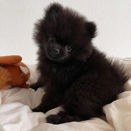 Zwergspitz Pomeranian Welpe mit Ahnentafel Hallo liebe