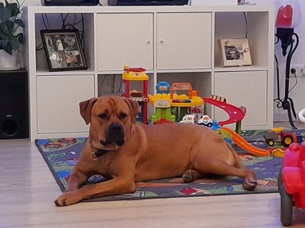 Carina Schmidt, Hallo ich bin Buddy, Ich bin 1,5 Jahre