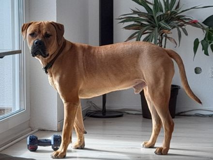 Carina Schmidt, Hallo ich bin Buddy, Ich bin 1,5 Jahre