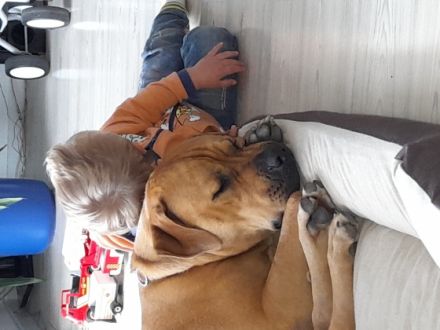 Carina Schmidt, Hallo ich bin Buddy, Ich bin 1,5 Jahre