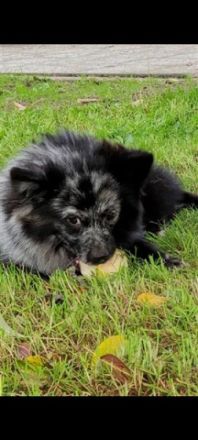 Coco, Unsere Hündin (Mittelspitz) hat am 2. März 2021