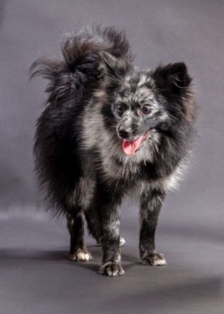 Coco, Unsere Hündin (Mittelspitz) hat am 2. März 2021