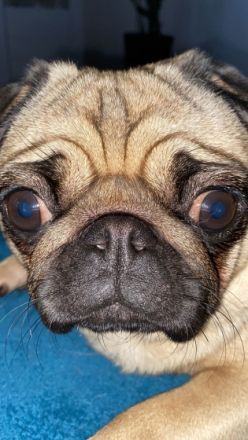 Hallo ich bin Luna ich bin eine fast zweijährige