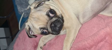 Hallo ich bin Luna ich bin eine fast zweijährige