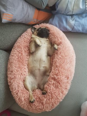 Hallo ich bin Luna ich bin eine fast zweijährige