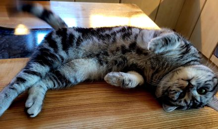 Deckkater Anton BKH in der Farbe black-silver-tabby classic