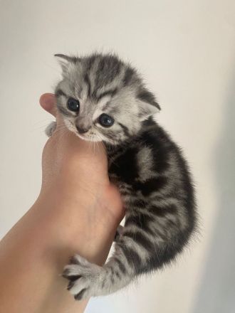 Deckkater Anton BKH in der Farbe black-silver-tabby classic