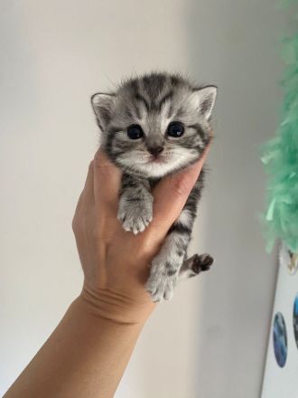 Deckkater Anton BKH in der Farbe black-silver-tabby classic