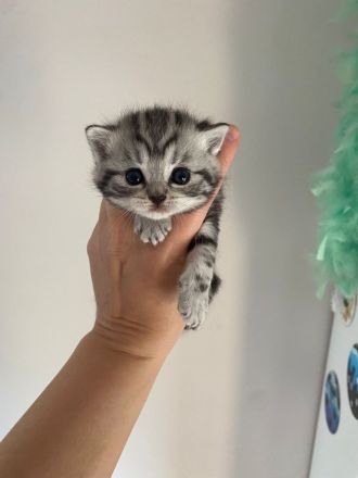 Deckkater Anton BKH in der Farbe black-silver-tabby classic