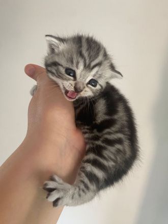 Deckkater Anton BKH in der Farbe black-silver-tabby classic