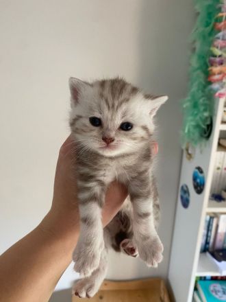 Deckkater Anton BKH in der Farbe black-silver-tabby classic