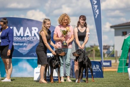 Coonhound Welpen (Waschbärhund)