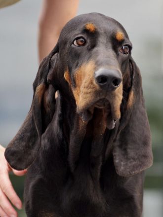 Coonhound Welpen (Waschbärhund)