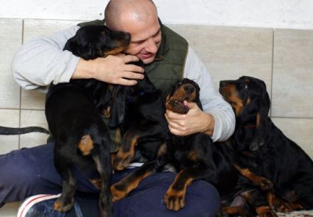 Coonhound Welpen (Waschbärhund)