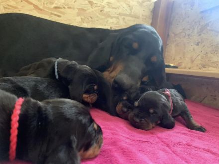 Coonhound Welpen (Waschbärhund)