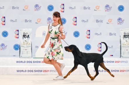 Coonhound Welpen (Waschbärhund)