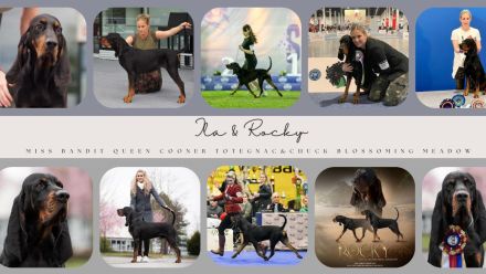 Coonhound Welpen (Waschbärhund)