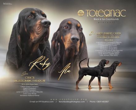 Coonhound Welpen (Waschbärhund)