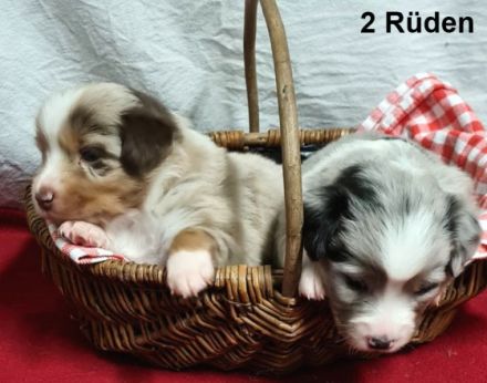 Unsere Welpen sind am 25.12.2021 in unserer Wohnung