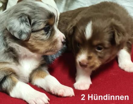 Unsere Welpen sind am 25.12.2021 in unserer Wohnung