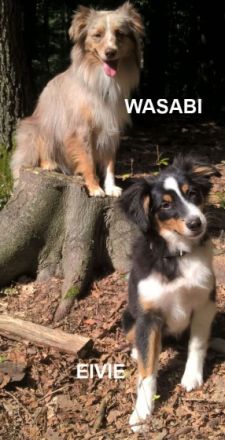 Unsere Welpen sind am 25.12.2021 in unserer Wohnung