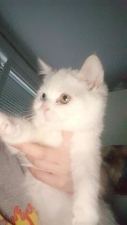 Unsere kleinen sind großen Hund und Kinder gewöhnt sie