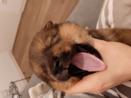 Unsere Wunderschönen Akita Inu/ Rottweiler Mix Welpen