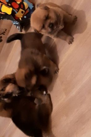 Unsere Wunderschönen Akita Inu/ Rottweiler Mix Welpen