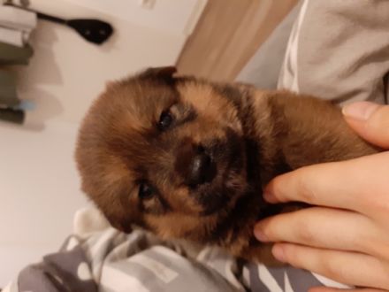 Unsere Wunderschönen Akita Inu/ Rottweiler Mix Welpen