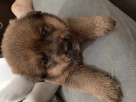 Unsere Wunderschönen Akita Inu/ Rottweiler Mix Welpen