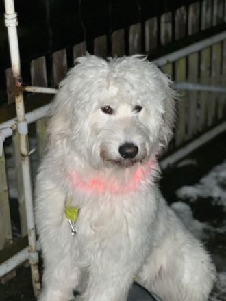 Liebevoller und sehr schöner Maremanno Doddel Muss ihn