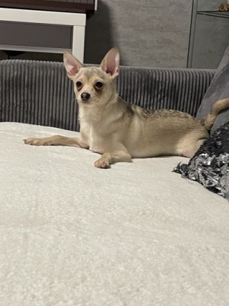 Hallo Ich habe einen Hund mischling der am 12.06.21