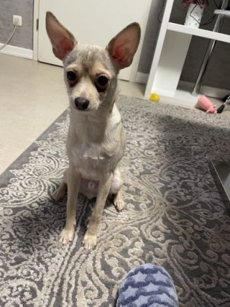 Hallo Ich habe einen Hund mischling der am 12.06.21