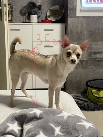 Hallo Ich habe einen Hund mischling der am 12.06.21