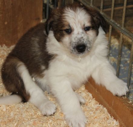 Die Welpen sind am 12.12. 2021 geb. Si wachsen bei uns