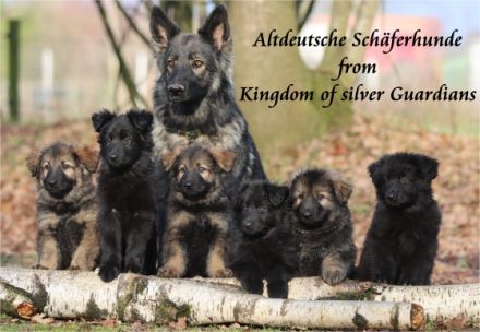 from Kingdom of silver Guardians